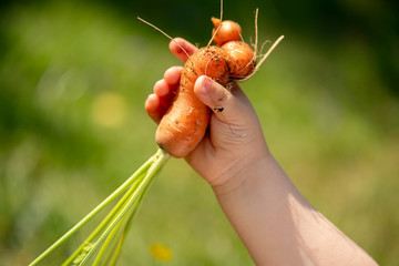 Kinderhand hält frisch im Garten geerntete Möhre, vor grünem Hintergrund