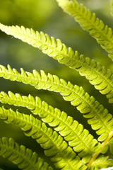 part of the broad fern leaf