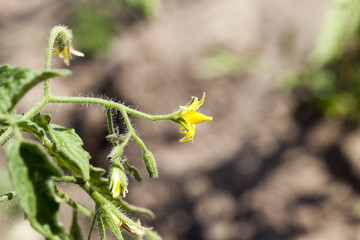 yellow tomato flowers