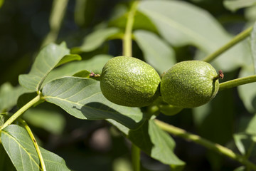 two green walnuts