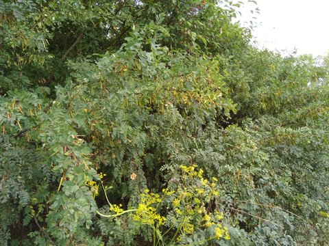 Siberian pea-tree (Caragana Species)