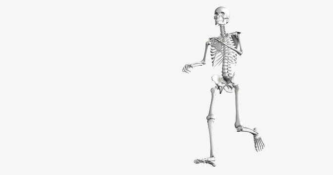 3D skeleton in white on a white background running in loop. Bottom view. Anatomy of a man's race with the reconstructed movements in digital animation.