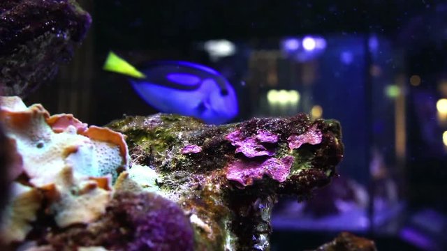 Coral rock in a marine aquarium with a piece of shell on the left and a blue and yellow blue tang fish passing in the background. Sea Life in a marine environment
