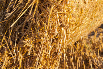 Straw stacks