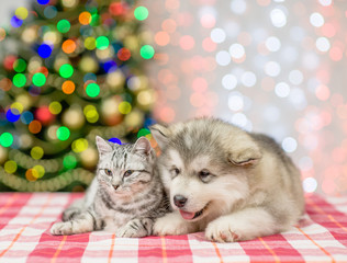 Fototapeta na wymiar Cat and dog on a background of the Christmas tree looking away