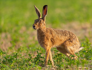 Naklejka na ściany i meble Norfolk's wild hare beautiful close up in early morning sunrise.