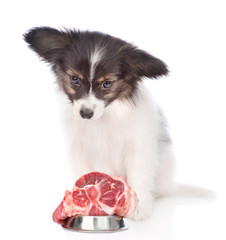 papillon puppy with a piece of raw meat. isolated on white background