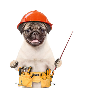 Funny puppy in hard hat with tool belt  pointing away. Isolated on white background - a small dog we