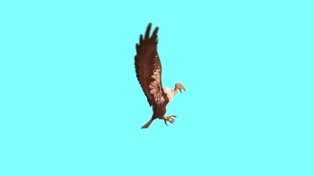 Vulture Bird Predatory Attack Side Blue Screen 3D Rendering Animation