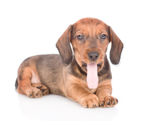 Yawning dachshund puppy portrait. isolated on white background