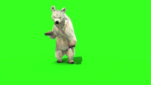 White Bear Attacks Front Green Screen 3D Rendering Animation