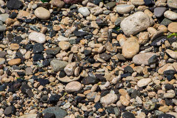 The surface of the pebble on the beach. Little rock texture.