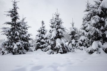 Snow covered trees in winter forest after snowfall