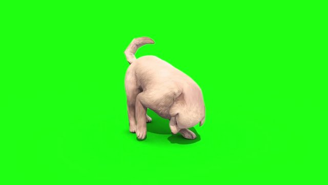 White Big Dog Snif Green Screen 3D Rendering Animation