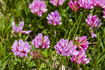 Obraz premium Graubünden, Wiesenklee, Rotklee, Bergwiese, Blüte, Alpenblumen, Alpenwiesen, Alpenkräuter, Alpen, Oberengadin, Sommer, Schweiz