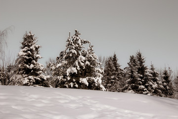 Naklejka premium Snow-covered Christmas trees on a clear winter day