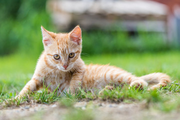 Naklejka na ściany i meble Little young red kitten lie down and relax on the grass.