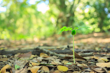 seed germination growth into forest