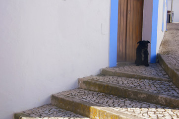 Black small dog protecting the entrance of the house