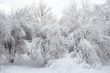 Snow covered trees in winter forest after snowfall