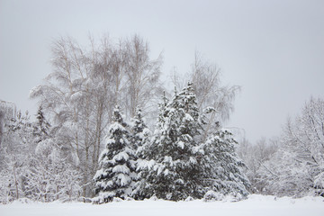 Snow covered trees in winter forest after snowfall