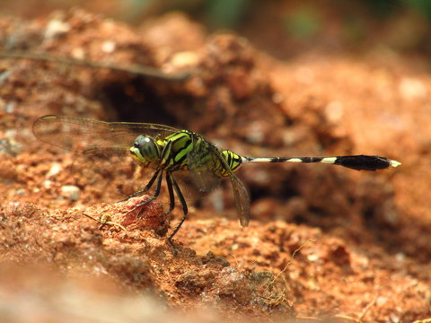 Beautiful Macro Image of Dragonfly on the ground