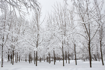 Snow covered trees in winter forest after snowfall