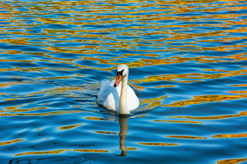 Lonesome swan in the lake, beautiful outdoor background