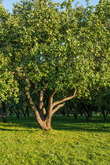 Fototapeta na wymiar Big apple tree in the garden on a sunny day