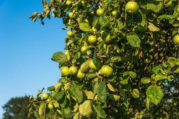Unripe green apples on a branch