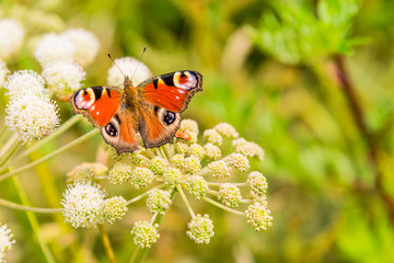 Beautiful butterfly peacock, nymphalis io on the summer meadow closeup