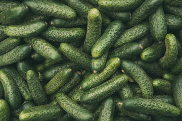 Organic Green Cucumbers On Local Agricultural Vegetable Market. 