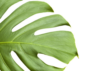 big shiny leaf of monstera plant