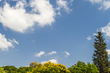 Blue sky and trees