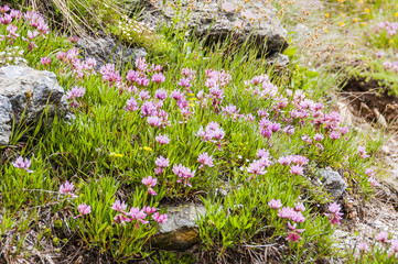 Graubünden, Wiesenklee, Rotklee, Bergwiese, Blüten, Alpen, Sommer, Schweiz