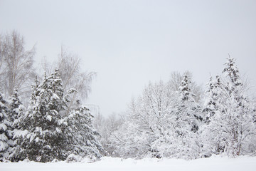 Snow covered trees in winter forest after snowfall