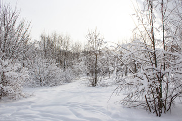 Snow covered trees in winter forest after snowfall