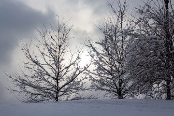 Fototapeta na wymiar Bare trees on a cold winter day