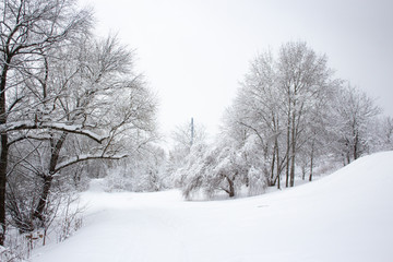 Fototapeta na wymiar Snow covered trees in winter forest after snowfall