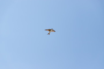 Jaskółka okonówka na niebie