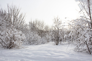 Fototapeta premium Snow covered trees in winter forest after snowfall