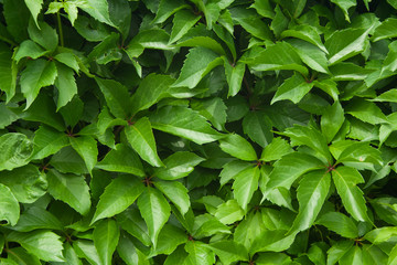 Green wall of virginia creeper