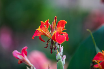 Beautiful flowers in UT Garden