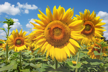 Sunflowers in the field, summertime agricultural background