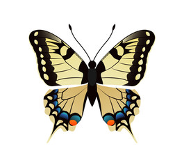 Family Papilionidae Butterfly Vector Illustration