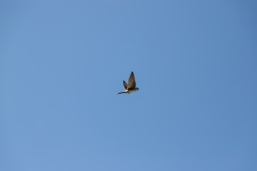 Jaskółka okonówka © andsko