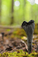 Craterellus cornucopioides mushroom