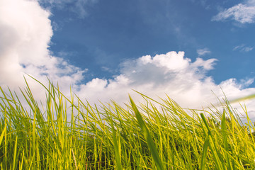 Green grass and white cloud blue sky in outdoor park
