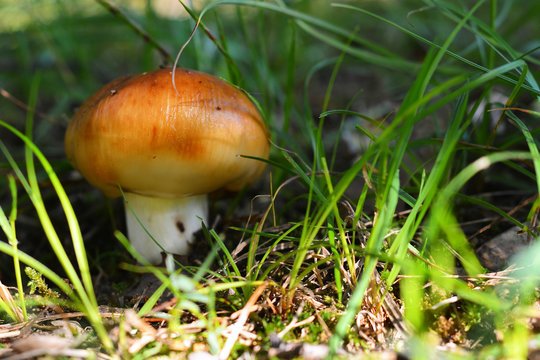 russula grata mushroom