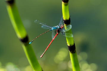 Dragonflies